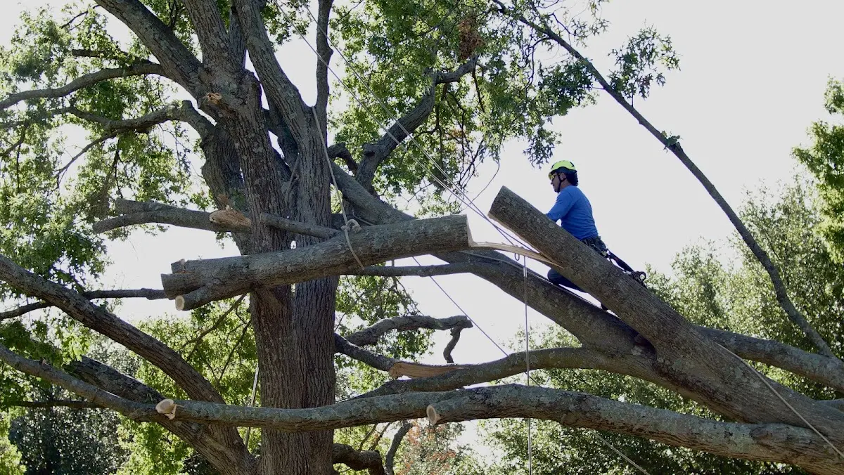 Professional Hazardous Tree Removal performed by certified arborists in Buncombe